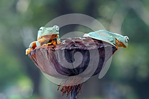 Flying frog, frogs, tree frog,