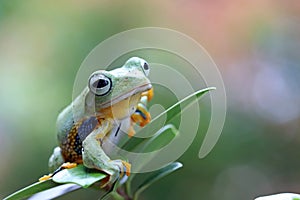 Flying frog on green leaves
