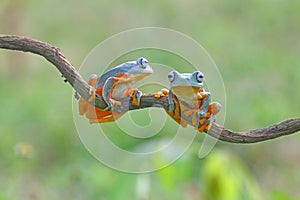 Flying frog, Javan tree frog, rhacophorus reinwartii