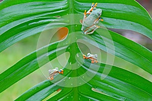 Flying frog, Javan tree frog, rhacophorus reinwartii