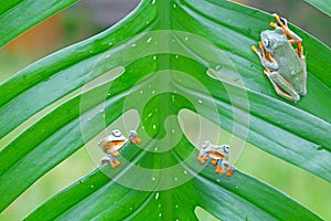 Flying frog, Javan tree frog, rhacophorus reinwartii