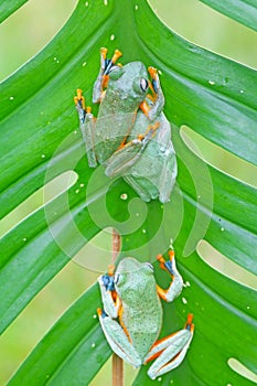 Flying frog, Javan tree frog, rhacophorus reinwartii