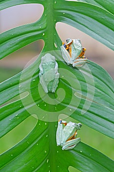 Flying frog, Javan tree frog, rhacophorus reinwartii