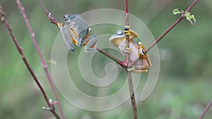 Flying frog, Javan tree frog, rhacophorus reinwartii