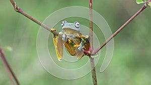 Flying frog, Javan tree frog, rhacophorus reinwartii