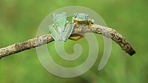 Flying frog, Javan tree frog, rhacophorus reinwartii