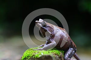 Flying frog, Javan tree frog, rhacophorus reinwartii