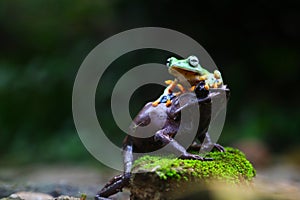 Flying frog, Javan tree frog, rhacophorus reinwartii