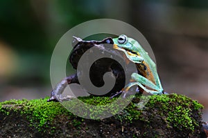 Flying frog, Javan tree frog, rhacophorus reinwartii