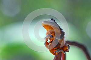 Flying frog, Javan tree frog, rhacophorus reinwartii