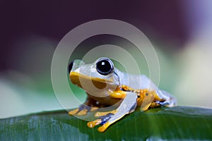 Flying Frog in the jungle on colorful background
