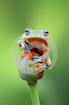 Flying frog on the lotus bud