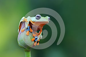 Flying frog on the lotus bud