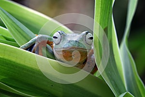 Flying frog on red bud, beautiful tree frog on green leaves