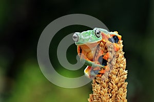 Flying frog on red bud, beautiful tree frog on green leaves, rachophorus reinwardtii