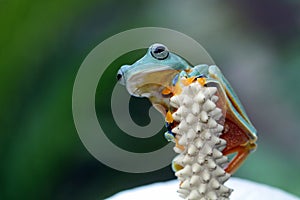 Flying frog on red bud, beautiful tree frog on green leaves, rachophorus reinwardtii