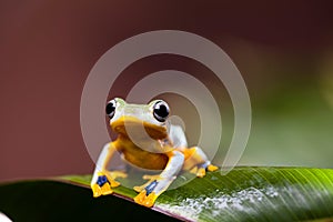 Flying Frog, Rhacophorus reinwardtii on colorful background