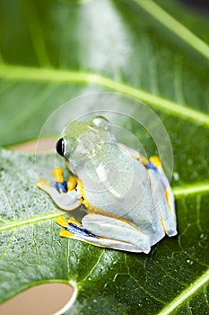 Flying Frog, Rhacophorus reinwardtii