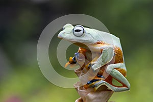 Flying frog sitting on dry flower