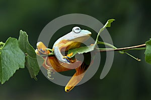 Flying frog sitting on green leaves