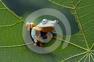 Flying frog sitting on green leaves