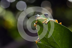 Flying frog sitting on green leaves