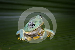 Flying frog sitting on green leaves