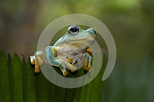 Flying frog sitting on green leaves