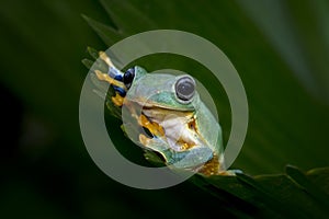 Flying frog sitting on green leaves