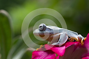 Flying frog sitting on red flower