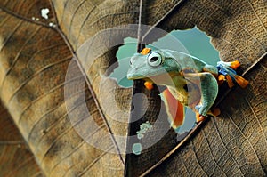 Flying frog, tree frog, frog, dumpy frog, photo