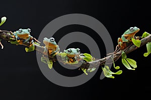 Flying frog, tree frog, frog, dumpy frog, photo