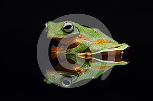Flying frog, tree frog, frog, dumpy frog, photo