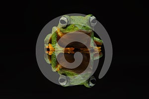Flying frog, tree frog, frog, dumpy frog, photo