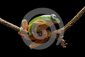 Flying frog, tree frog, frog, dumpy frog, photo