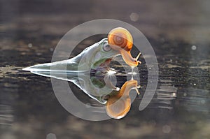 Flying frog, tree frog, frog, dumpy frog, photo