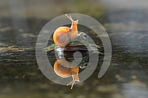 Flying frog, tree frog, frog, dumpy frog, photo