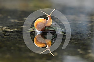 Flying frog, tree frog, frog, dumpy frog, photo