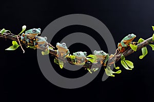 Flying frog, tree frog, frog, dumpy frog, photo