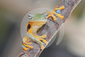 Flying frog wallace on tree