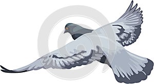 Flying full color pigeon