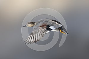 Flying Gadwall duck