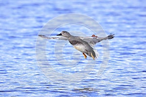 Flying gadwall, Mareca strepera, duck