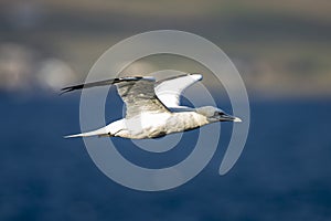 Flying gannet in blue skies