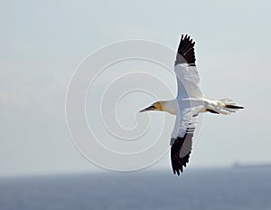 Flying Gannet in Helgoland