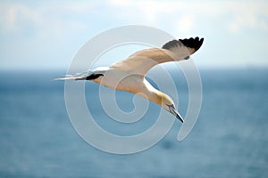 Flying Gannet in Helgoland