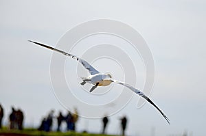 Flying Gannet in Helgoland