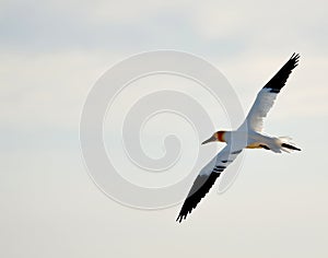 Flying Gannet in Helgoland