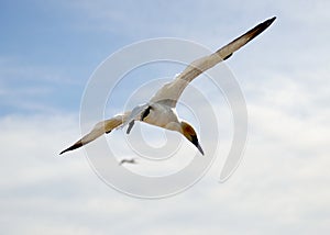 Flying Gannet in Helgoland