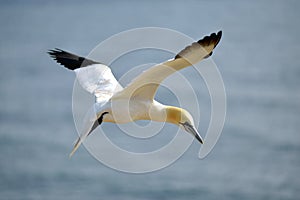 Flying Gannet in Helgoland